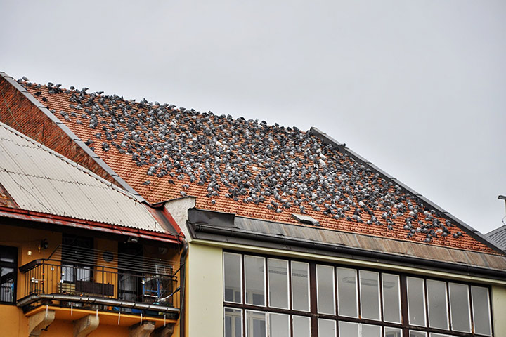 A2B Pest Control are able to install spikes to deter birds from roofs in Purley. 
