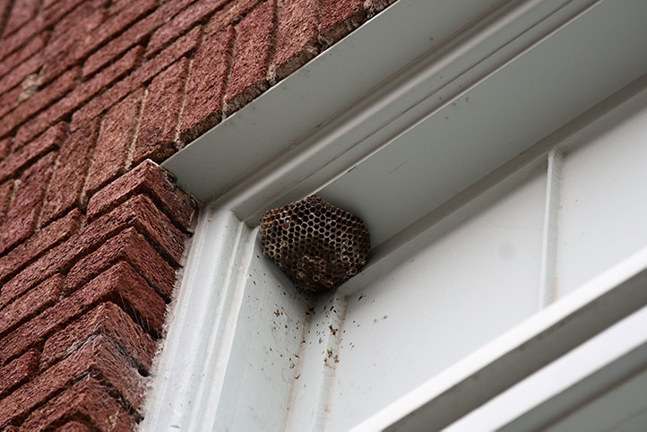 We provide a wasp nest removal service for domestic and commercial properties in Purley.